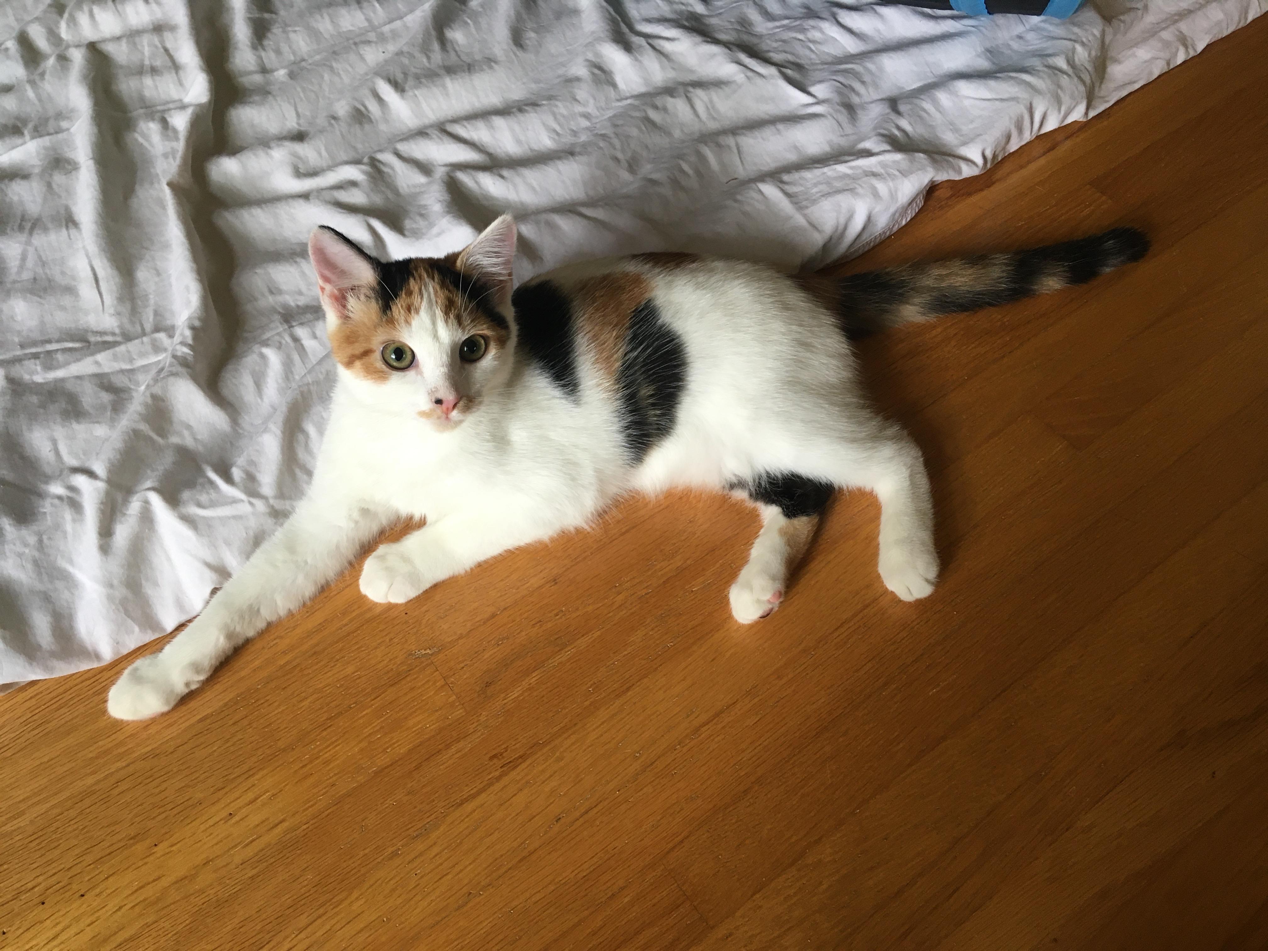 Toodles (bonded with sister Caramel)
