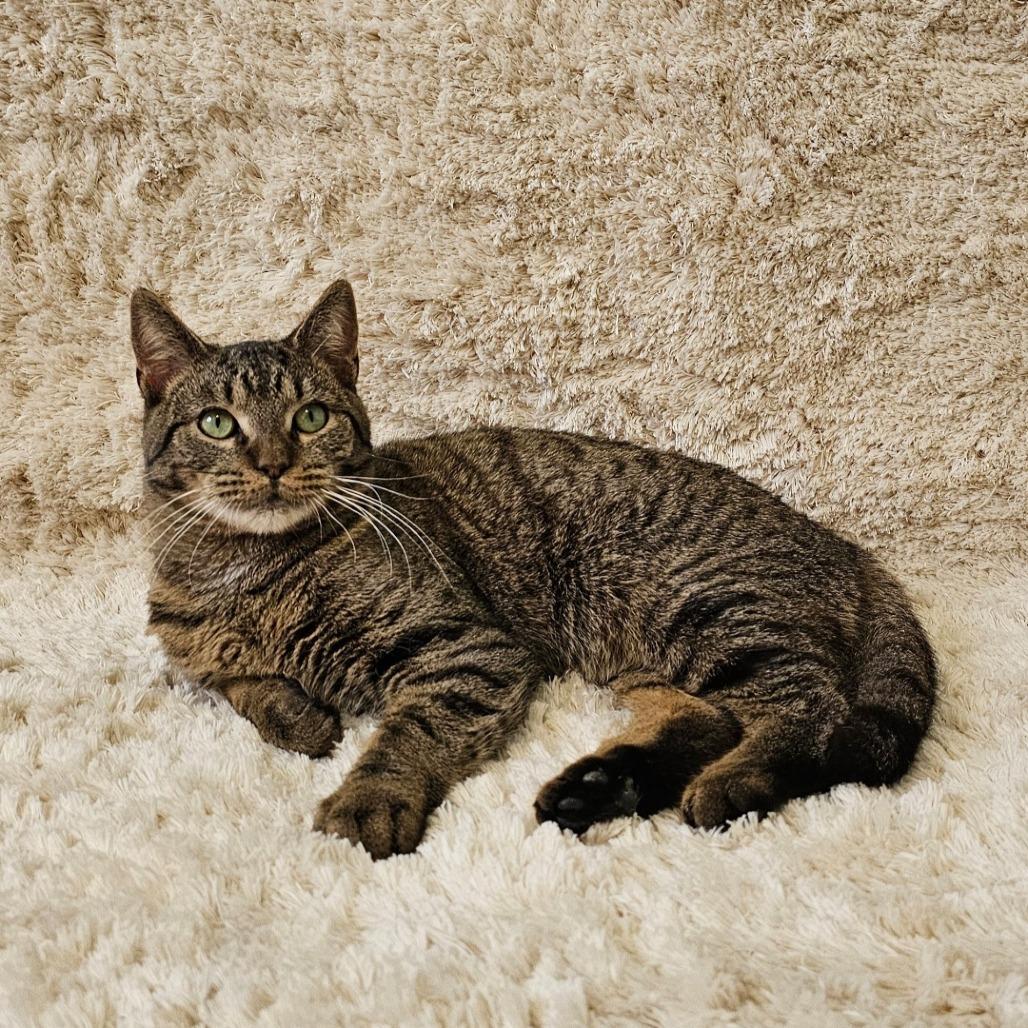 Kenny, Adoptable, Adult Male Domestic Short Hair.