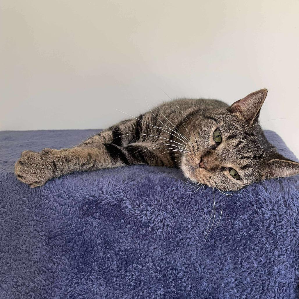 Enlarge Kenny, a Adoptable Domestic Short Hair in HUNTERSVILLE, NC image 2/4