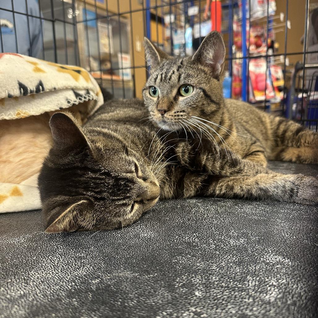 Enlarge Kenny, a Adoptable Domestic Short Hair in HUNTERSVILLE, NC image 4/4