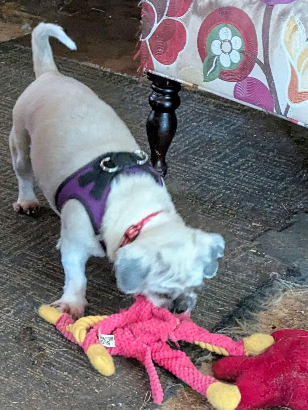 Clarabelle-ARR, Adoptable, Adult Female Shih Tzu.