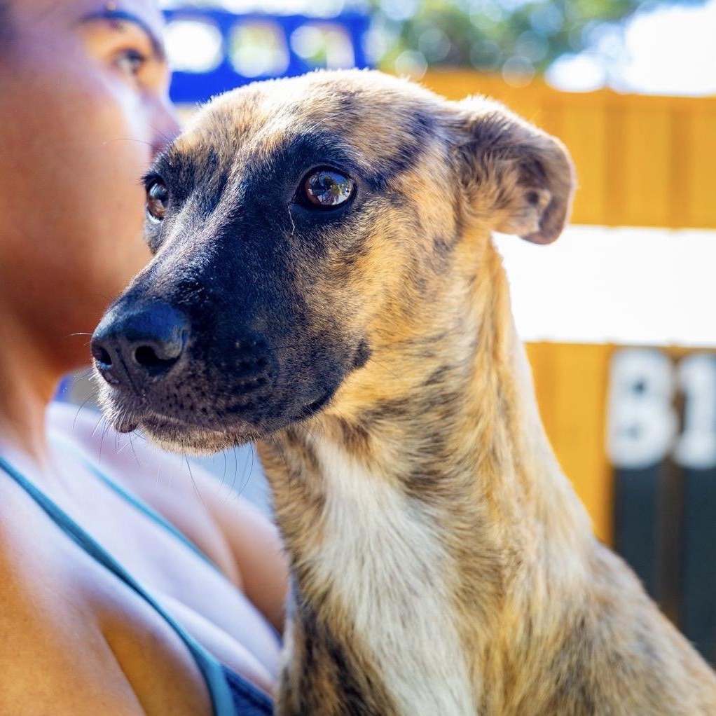 Enlarge Daphne, a ADOPTABLE mixed breed in New York, NY image 6/6