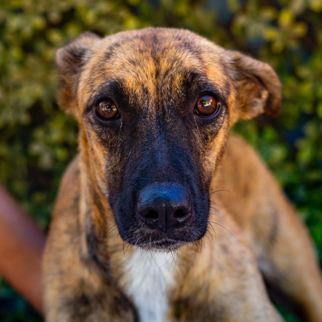 Enlarge Daphne, a ADOPTABLE mixed breed in New York, NY image 1/6