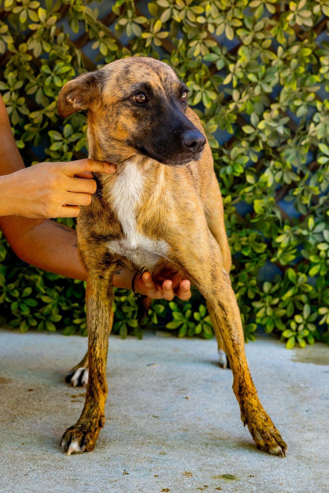 Enlarge Daphne, a ADOPTABLE mixed breed in New York, NY image 3/6