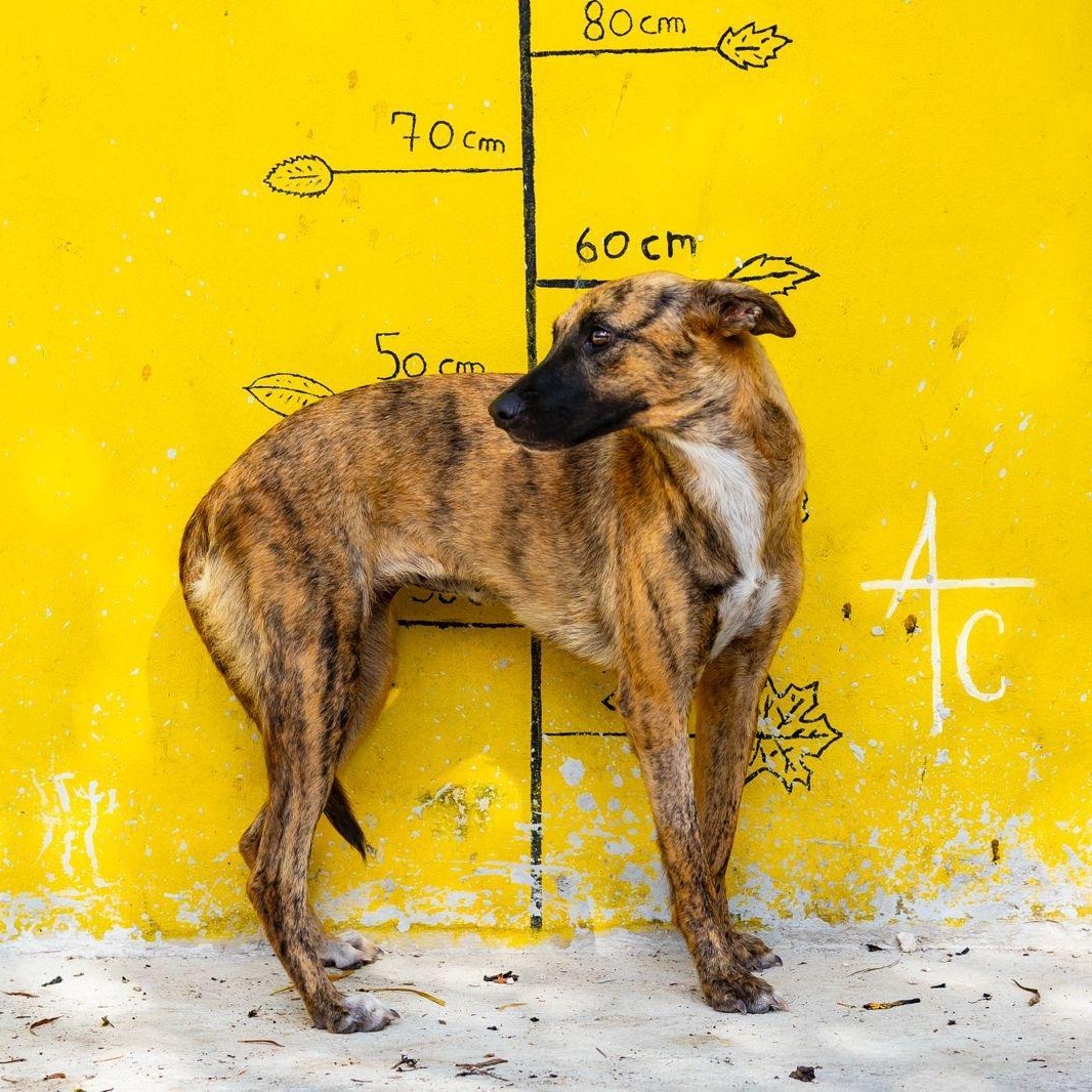 Enlarge Daphne, a ADOPTABLE mixed breed in New York, NY image 2/6