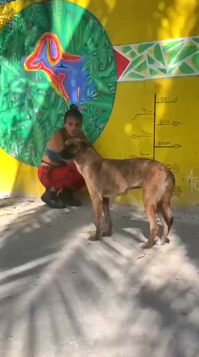 Enlarge Daphne, a ADOPTABLE mixed breed in New York, NY video 4/6