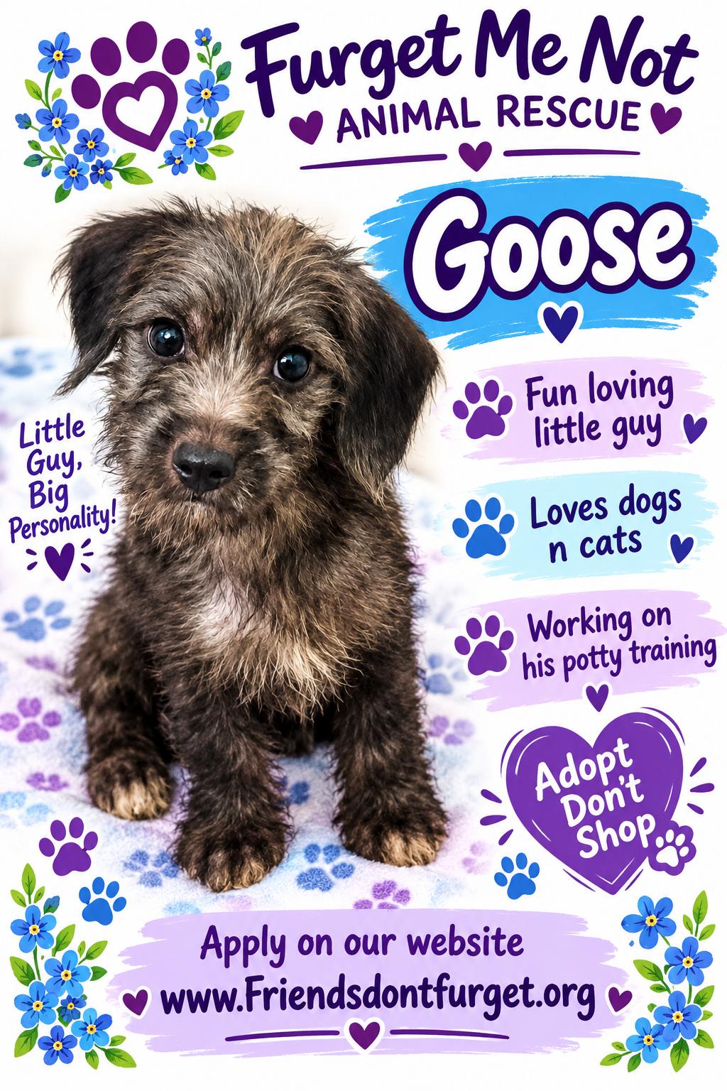 Enlarge Goose ( Orlando Fl), a Adopted mixed breed in Orlando, FL image 3/3