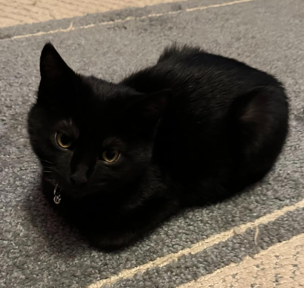 Checkers, Adoptable, Kitten Male Domestic Short Hair.