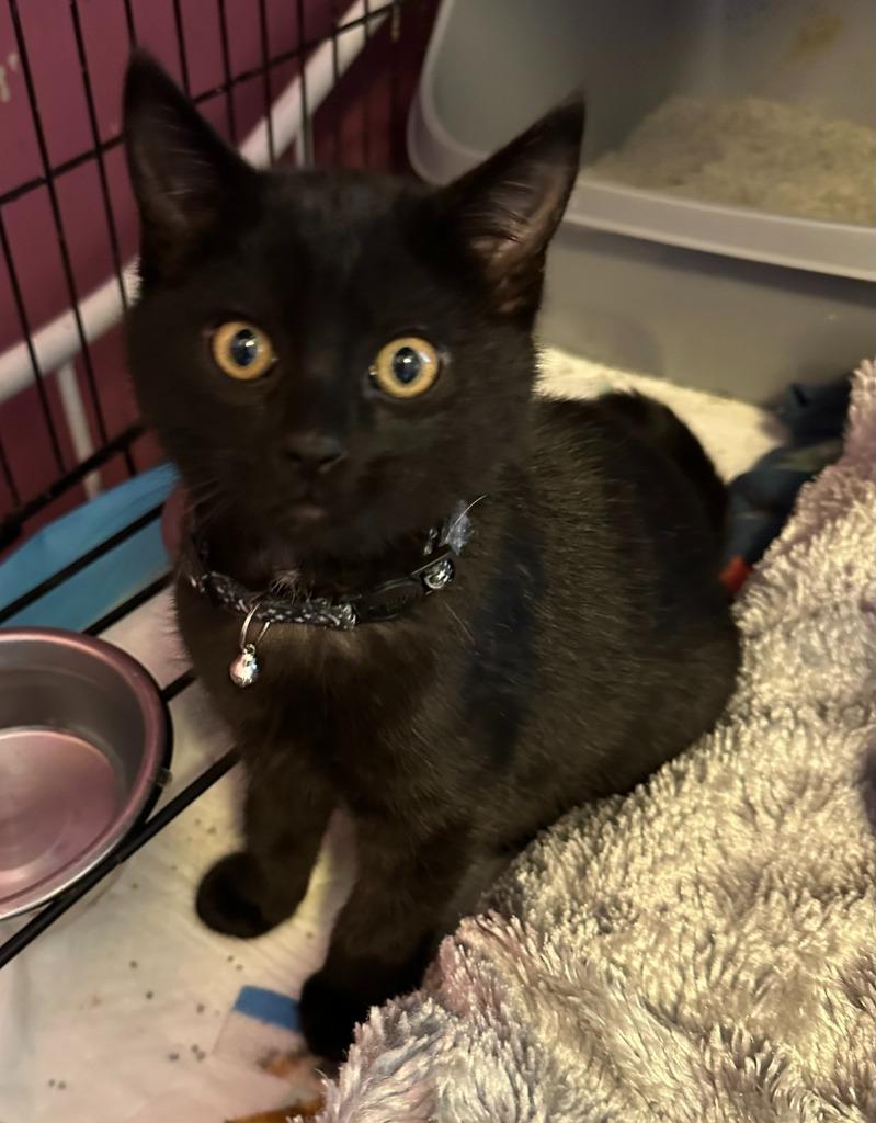 Checkers, a Adoptable mixed breed in Urbandale, IA image 2/3