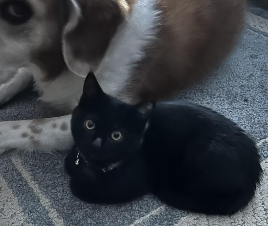 Checkers, a Adoptable mixed breed in Urbandale, IA image 3/3