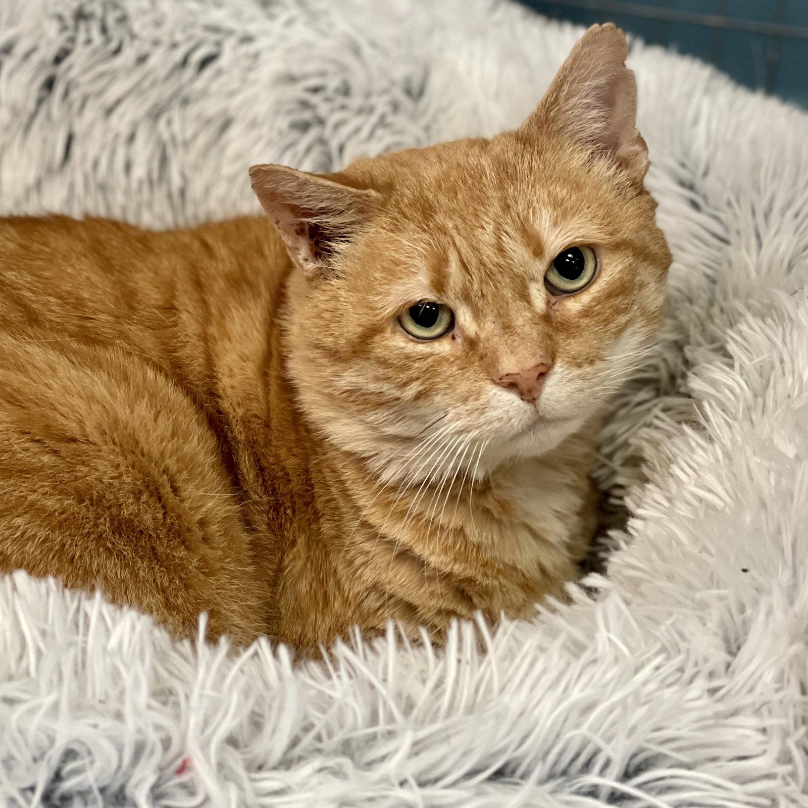 Red, Adopted, Adult Male Domestic Short Hair.