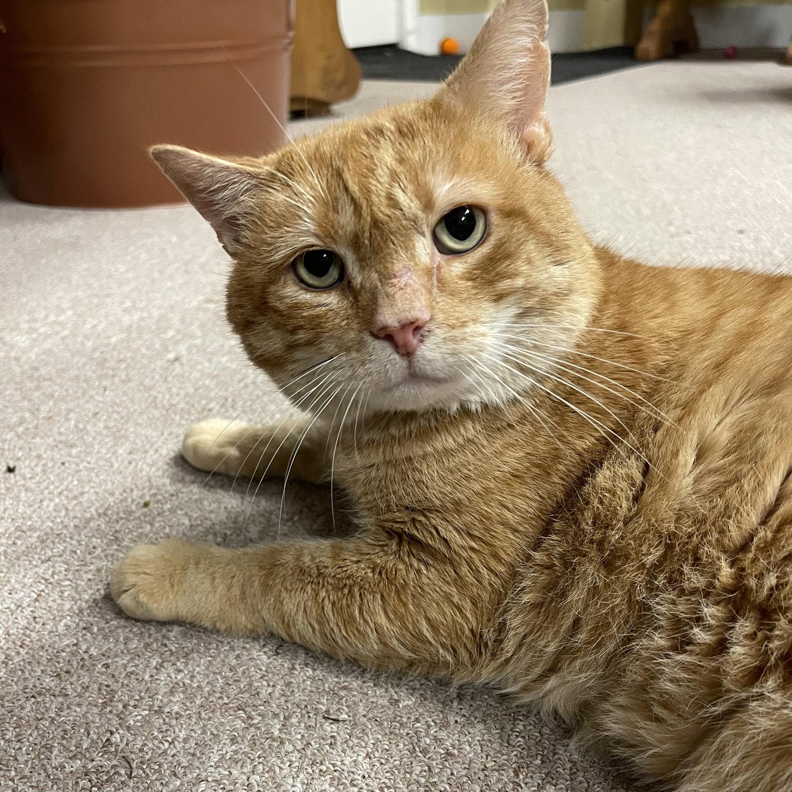 Red, a Adopted Domestic Short Hair in Winchendon, MA image 2/3