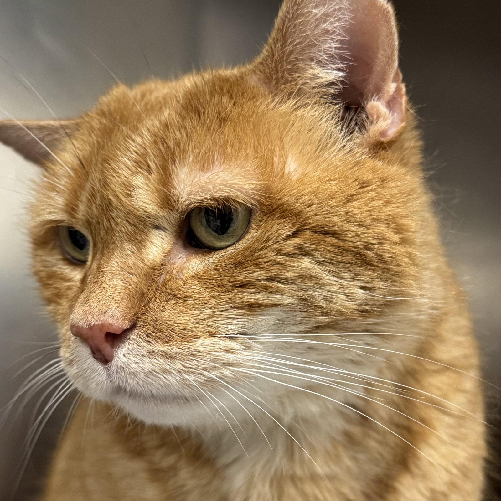 Red, a Adopted Domestic Short Hair in Winchendon, MA image 3/3