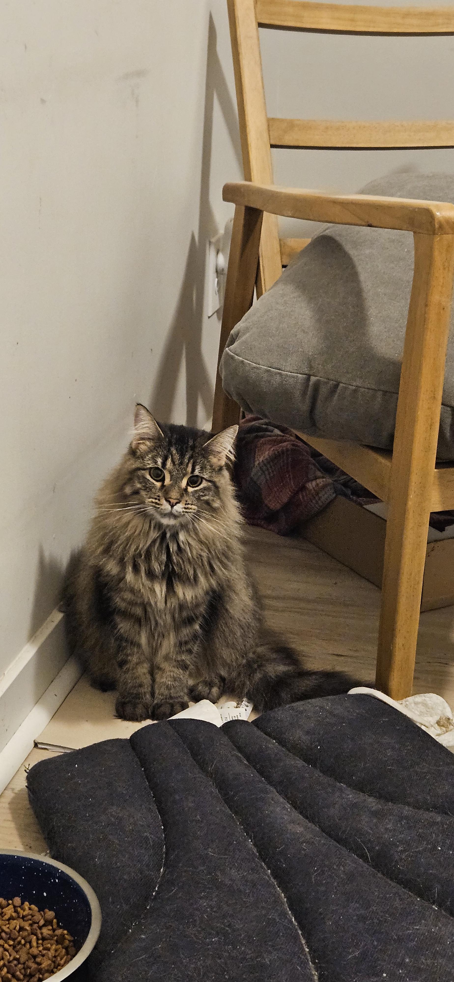 Enlarge Mist, a Adoptable mixed breed in Lafayette, IN image 1/1