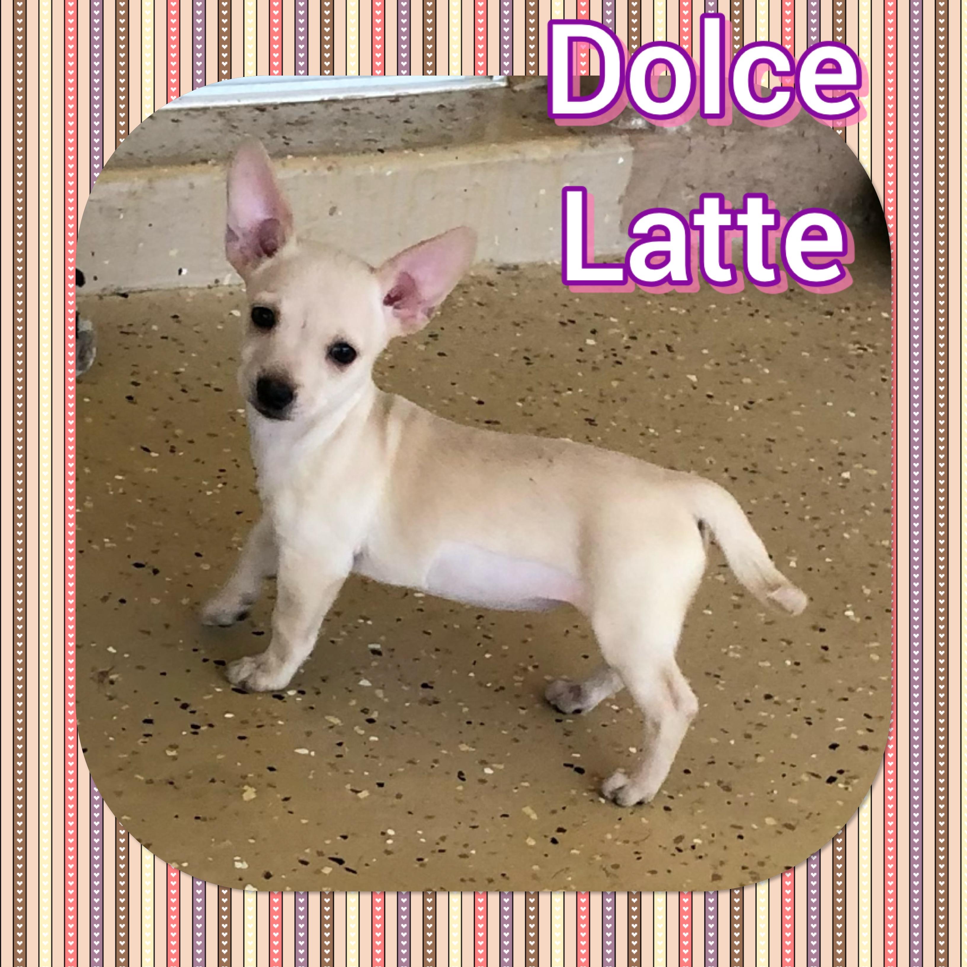 Dolce Latte, a Adopted Chihuahua in Tucson, AZ image 1/2