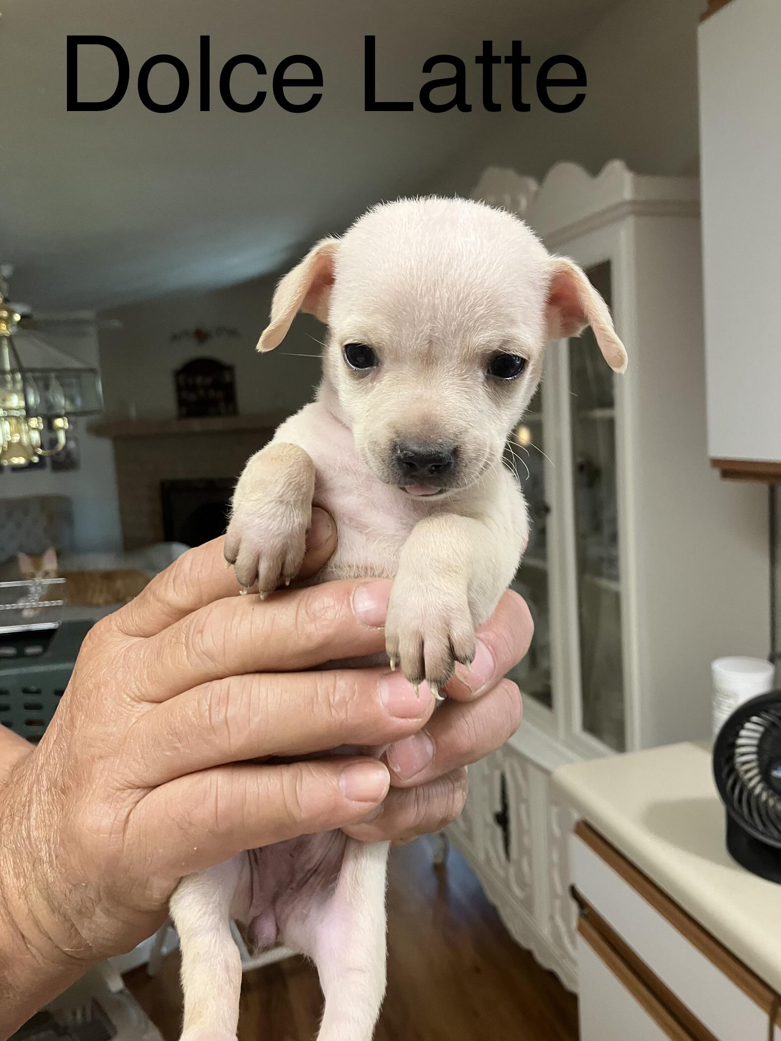 Dolce Latte, a Adopted Chihuahua in Tucson, AZ image 2/2
