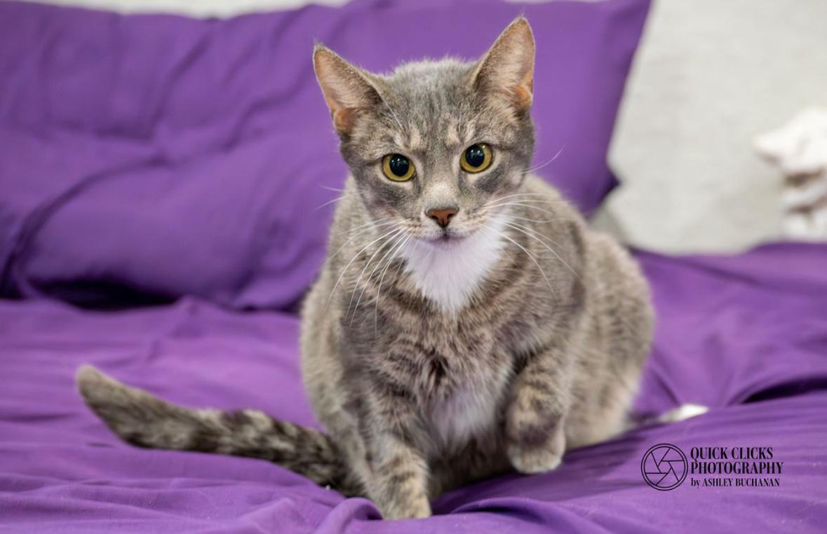 Gimlet, ADOPTABLE, Young Female Domestic Short Hair.