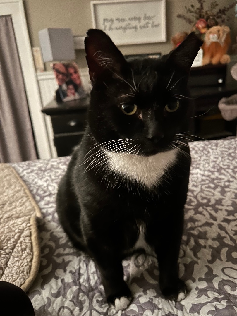 Bubba Beans, Adoptable, Adult Male Tuxedo & Domestic Short Hair.