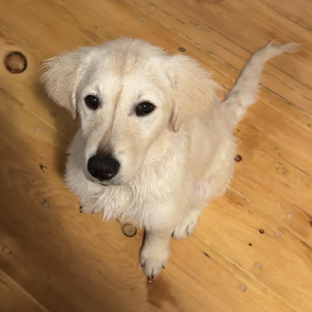 Butterbeer, Adoptable, Puppy Male Golden Retriever & Kuvasz.