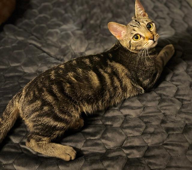 NYXIE, Adopted, Kitten Female Tabby.