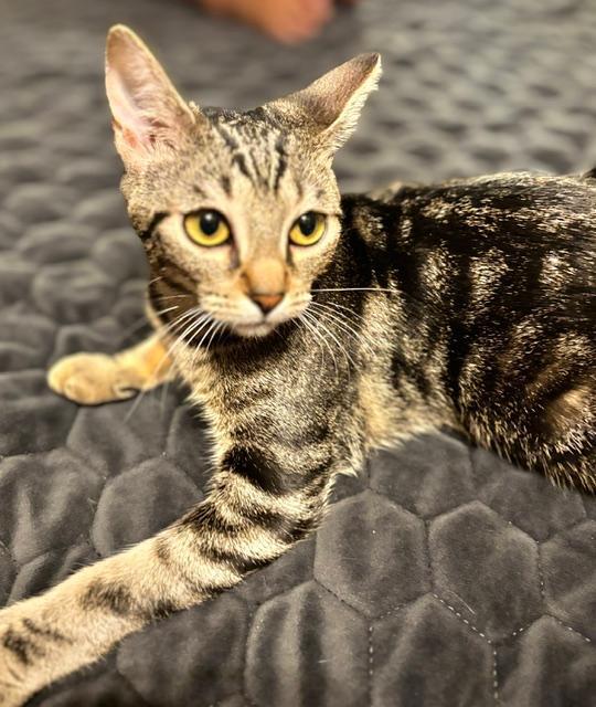 Enlarge NYXIE, a Adopted Tabby in Capshaw, AL image 2/3