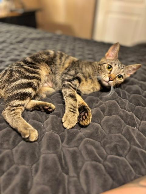 Enlarge NYXIE, a Adopted Tabby in Capshaw, AL image 3/3