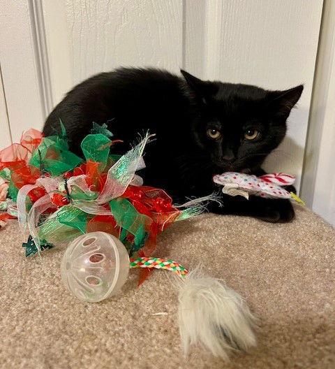 Tootsie, Adoptable, Kitten Female Domestic Short Hair & Bombay.