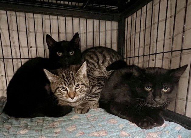 Tootsie, a Adoptable mixed breed in Ringwood, NJ image 3/3