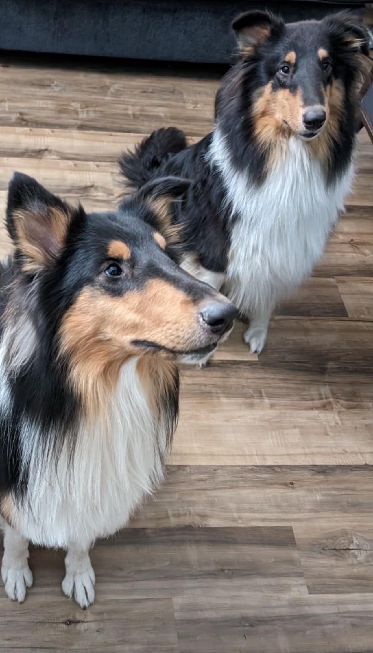 Arthur, Adoptable, Adult Male Rough Collie.