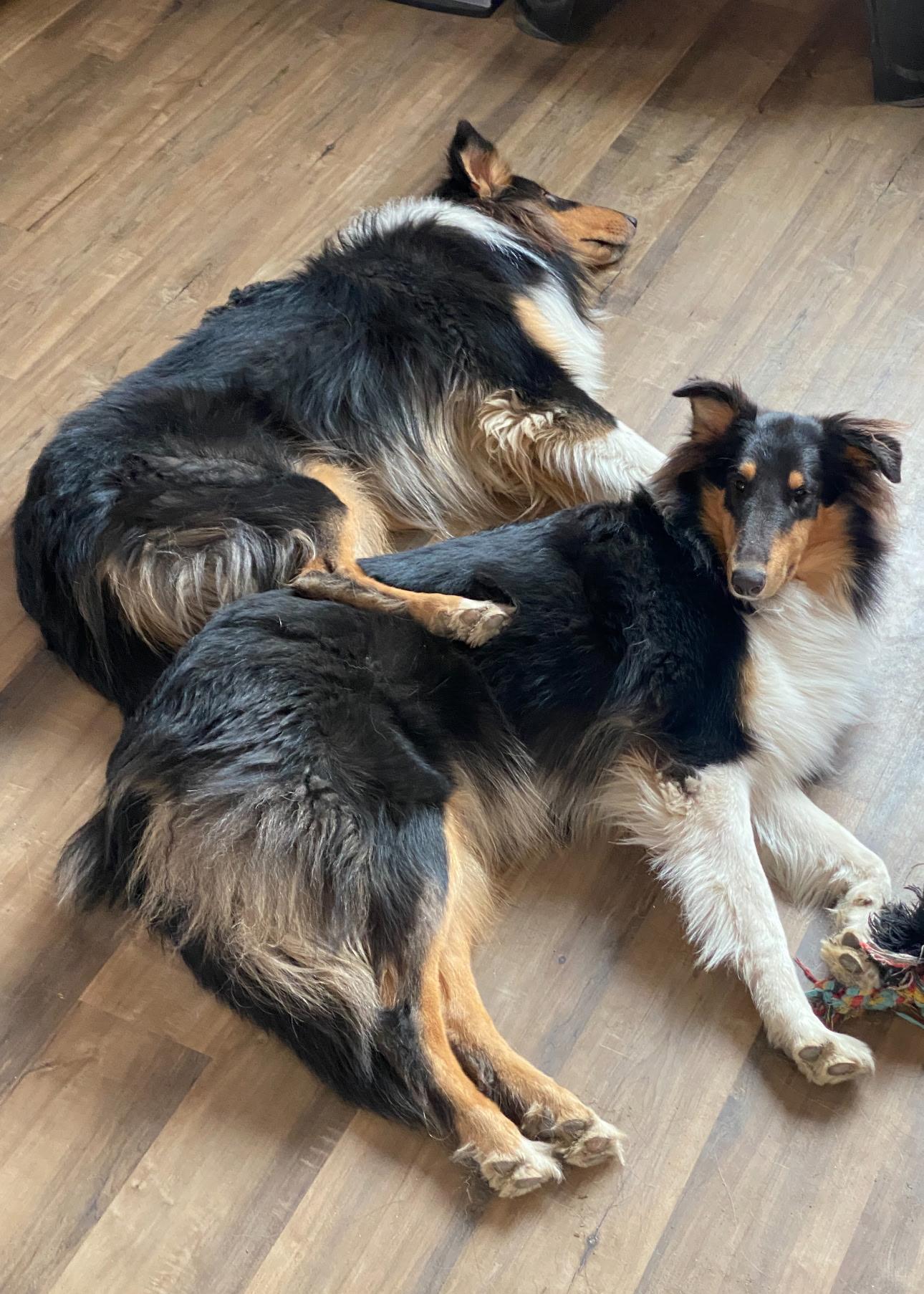 Enlarge Arthur, a Adoptable Rough Collie in Elyria, OH image 2/6