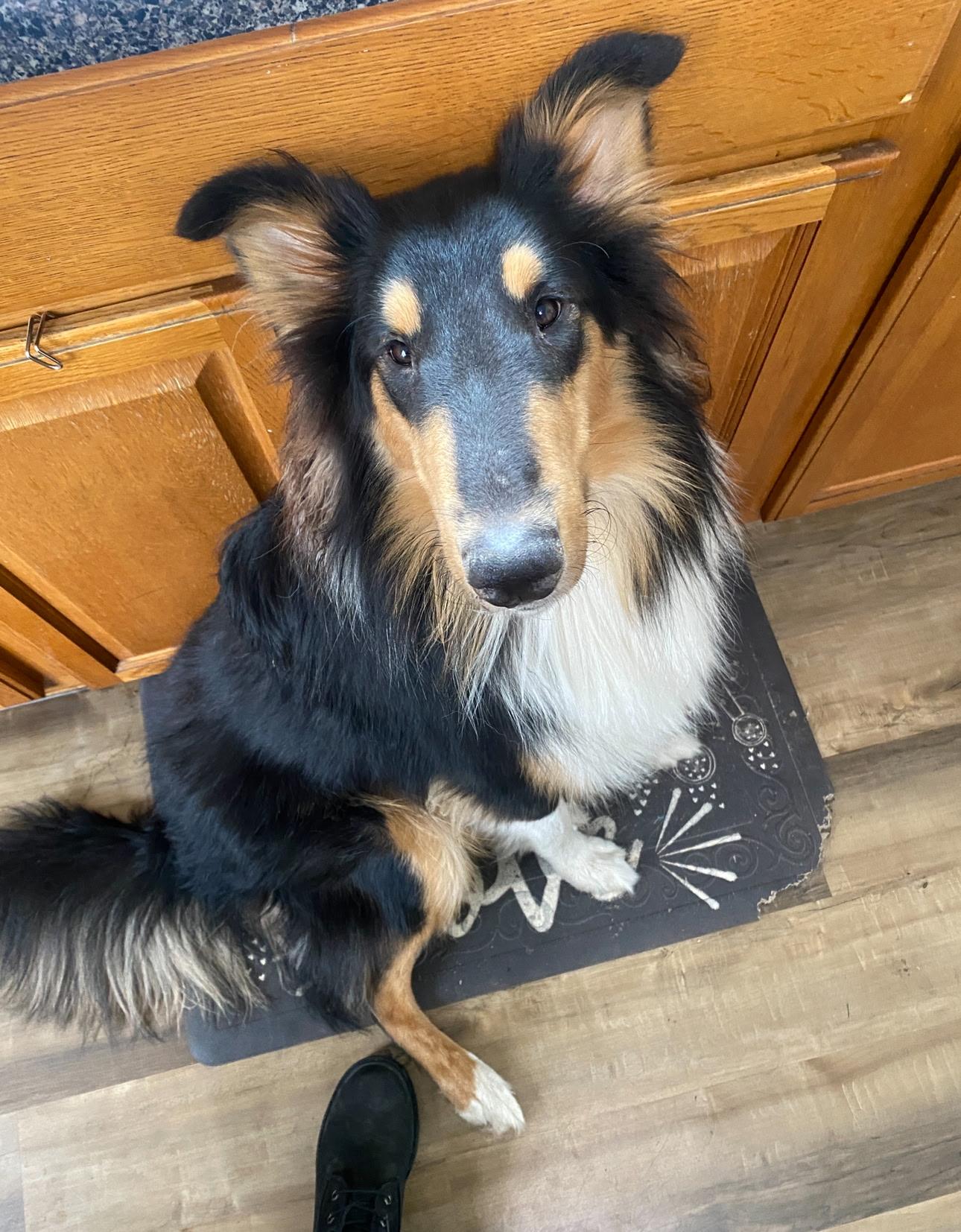 Enlarge Arthur, a Adoptable Rough Collie in Elyria, OH image 3/6