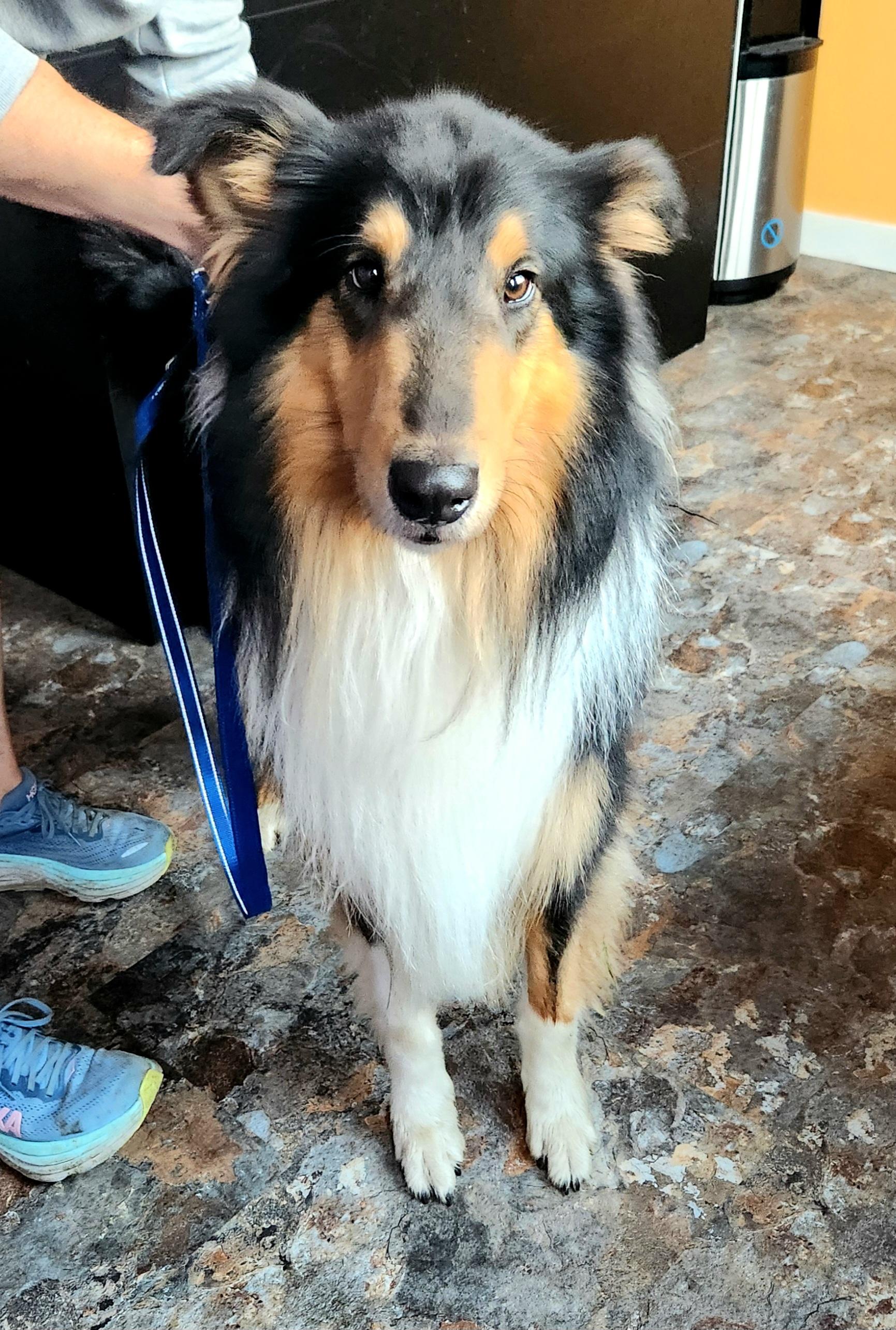Enlarge Arthur, a Adoptable Rough Collie in Elyria, OH image 4/6