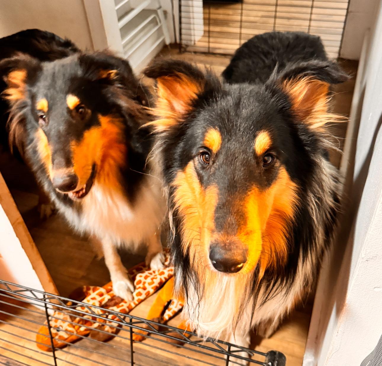 Enlarge Arthur, a Adoptable Rough Collie in Elyria, OH image 5/6