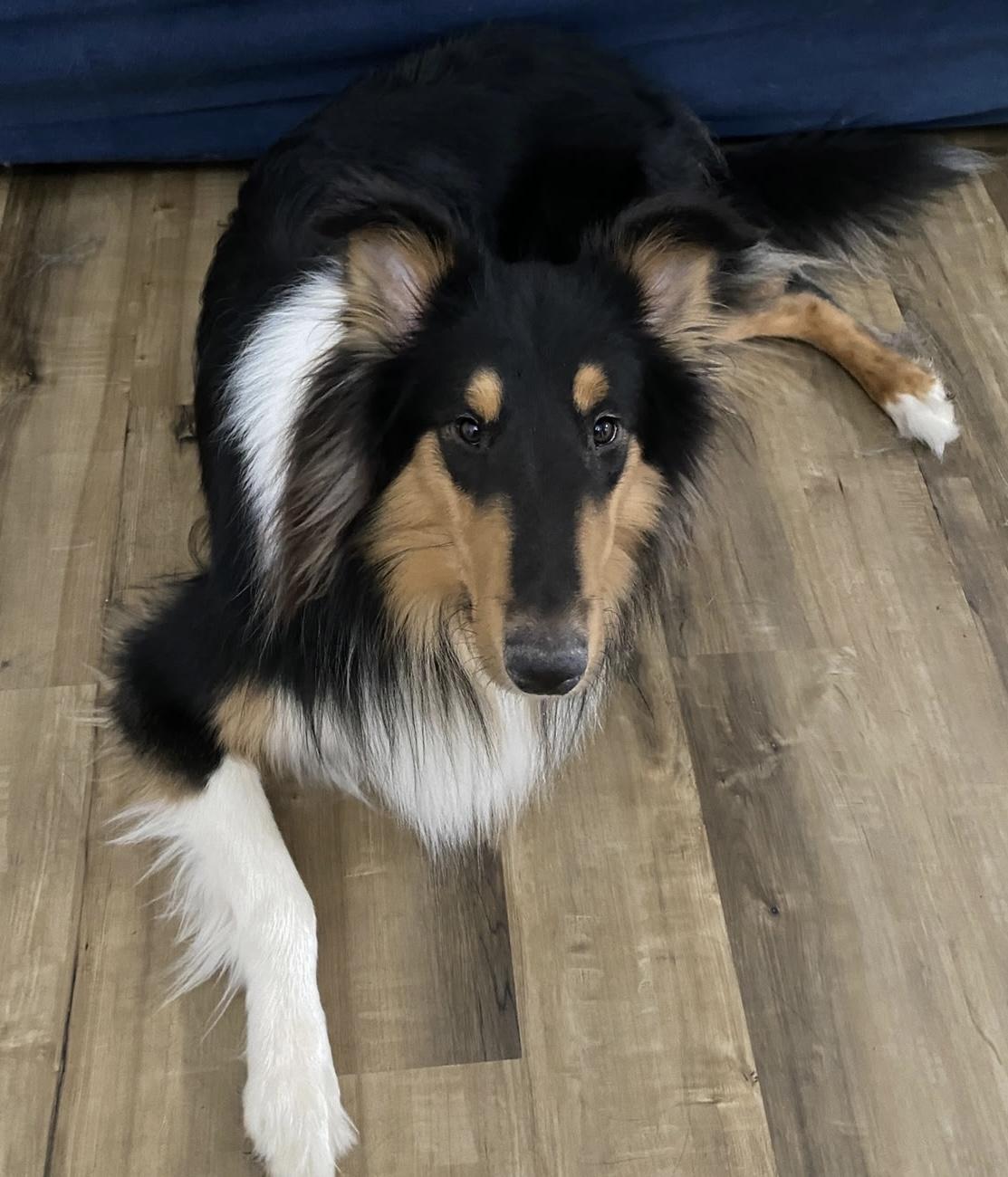 Enlarge Arthur, a Adoptable Rough Collie in Elyria, OH image 6/6