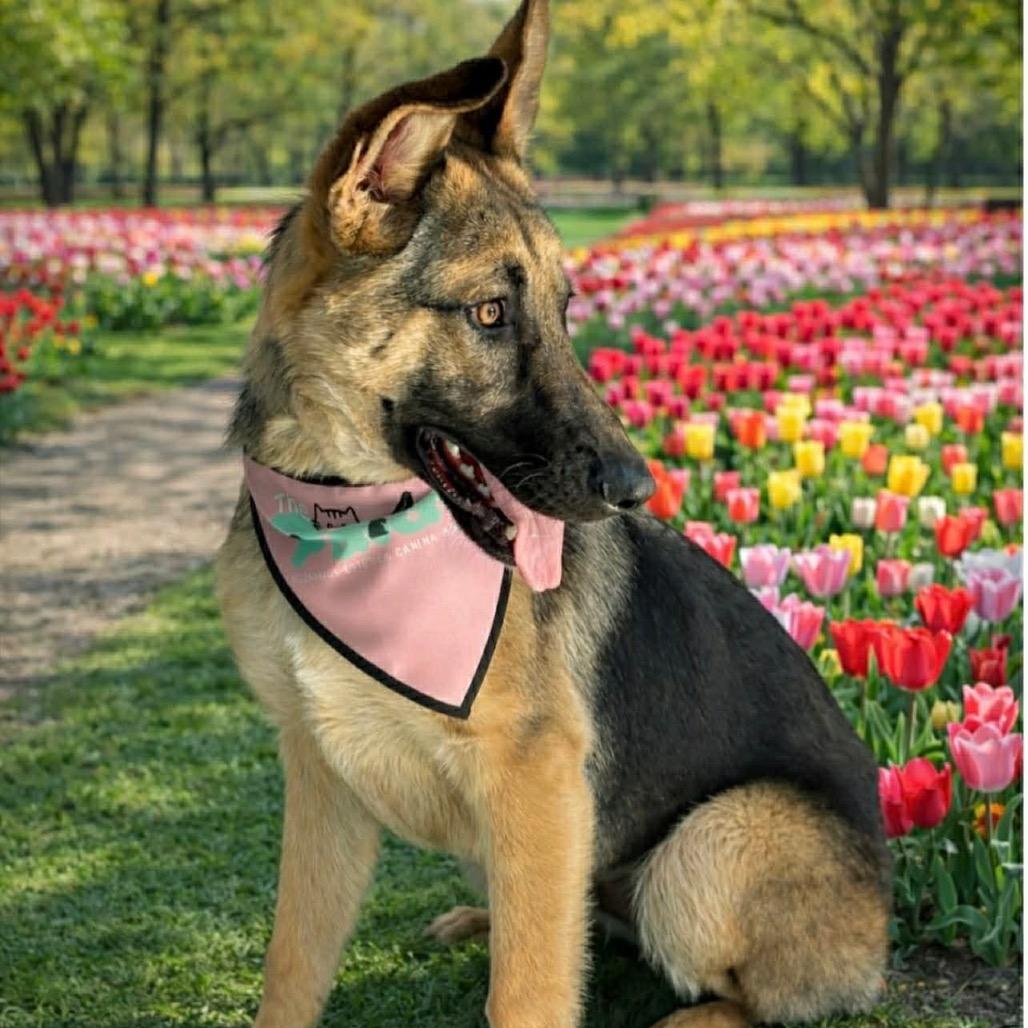 Enlarge Sally, a Adoptable German Shepherd Dog in San Diego, CA image 1/4