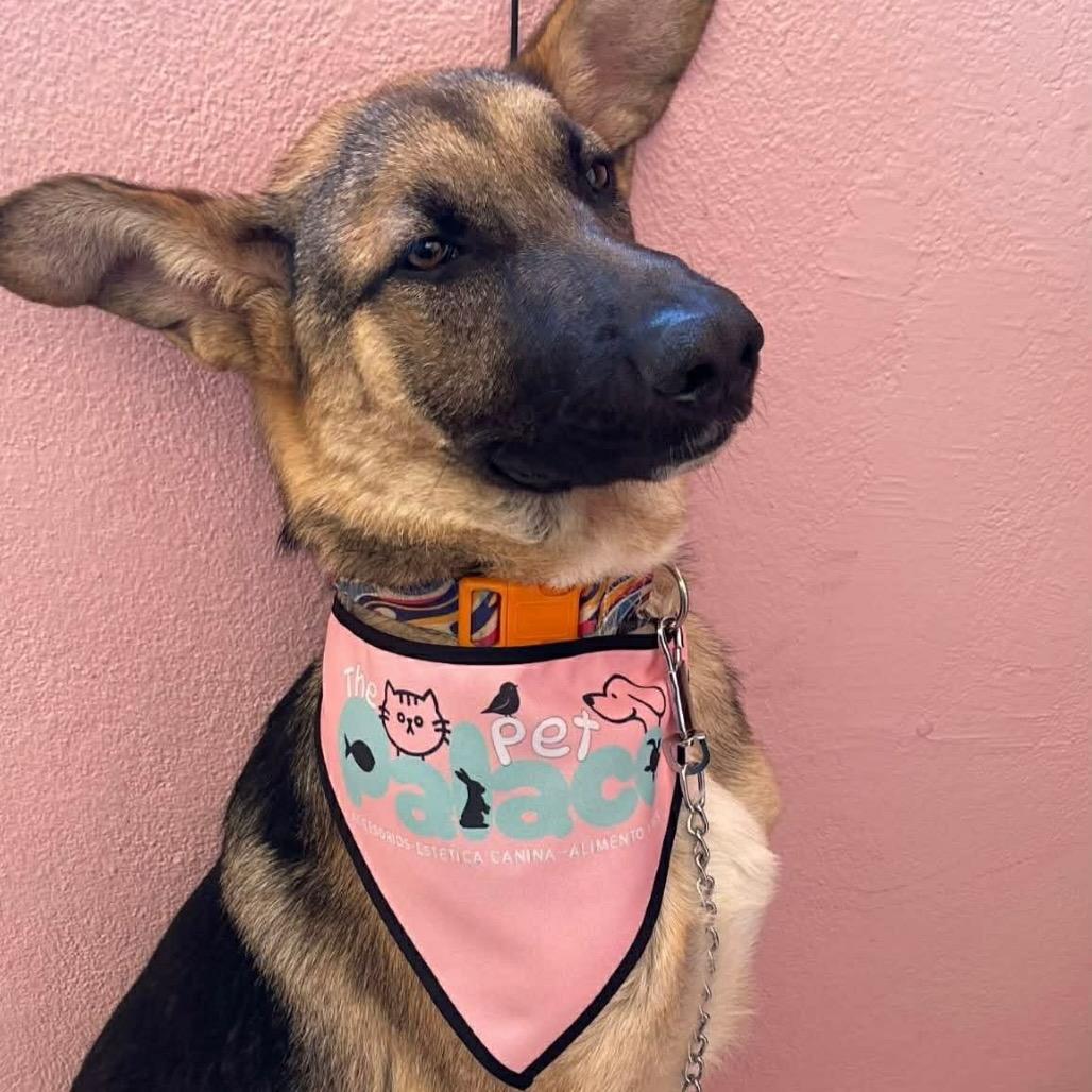 Enlarge Sally, a Adoptable German Shepherd Dog in San Diego, CA image 2/4