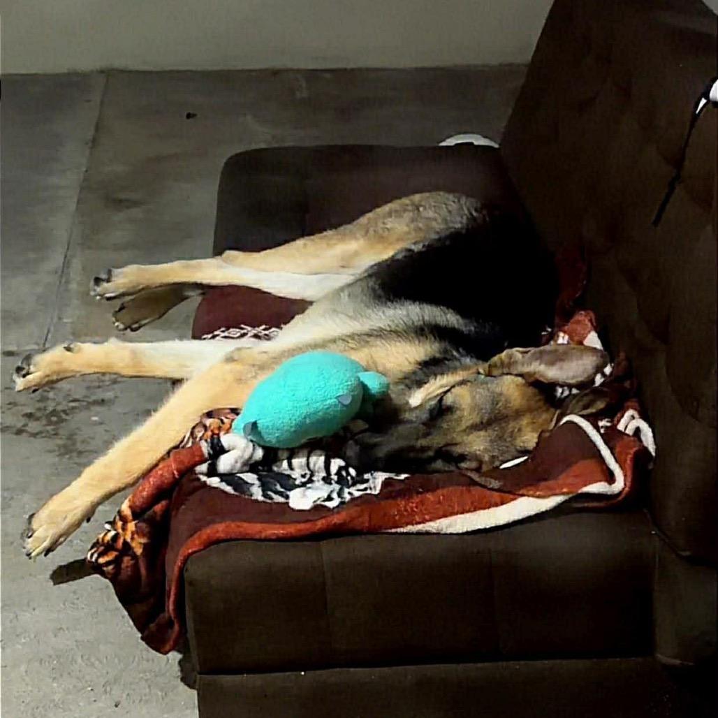 Enlarge Sally, a Adoptable German Shepherd Dog in San Diego, CA image 3/4