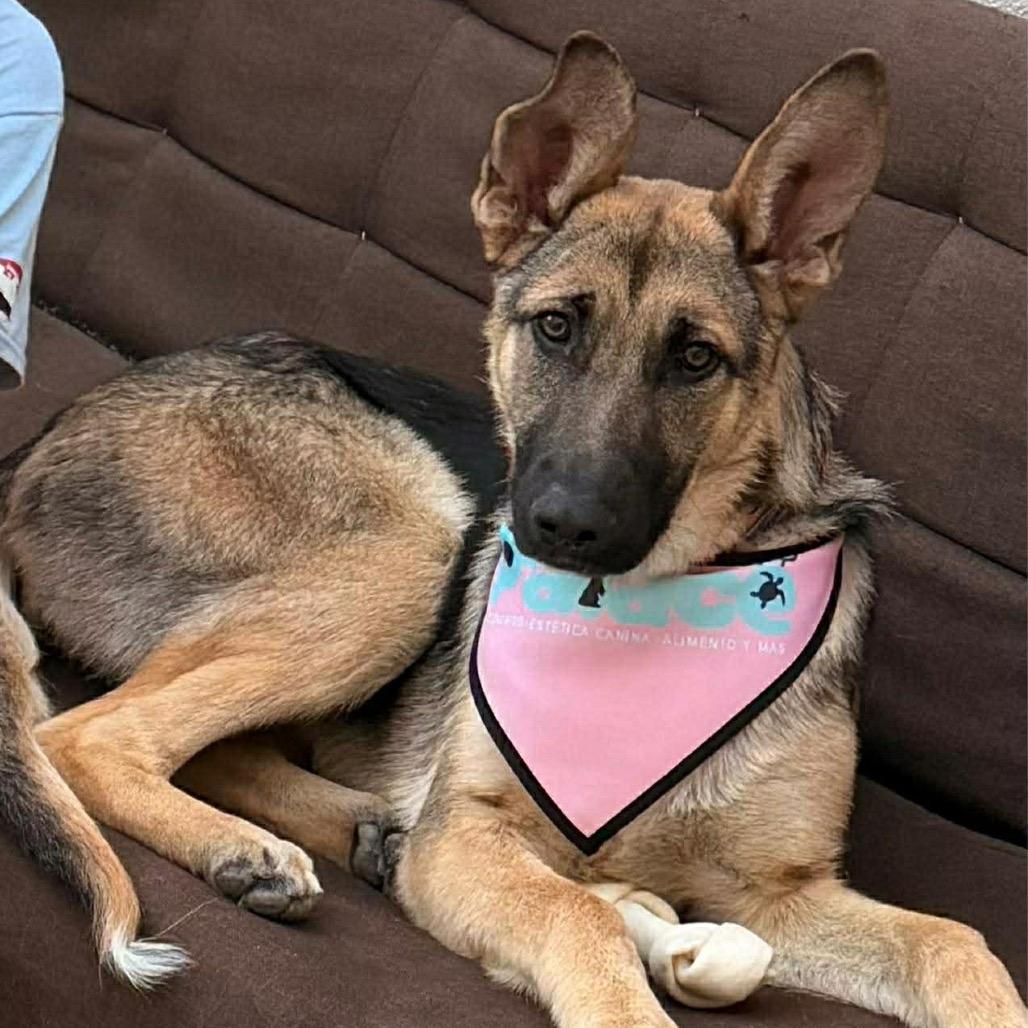 Enlarge Sally, a Adoptable German Shepherd Dog in San Diego, CA image 4/4