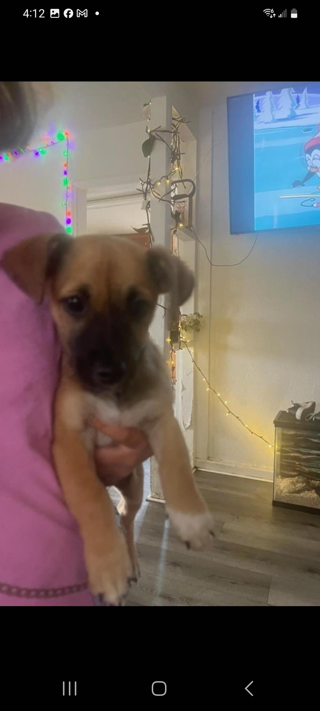 Enlarge Hardy, an adopted mixed breed in Murphys, CA image 1/1