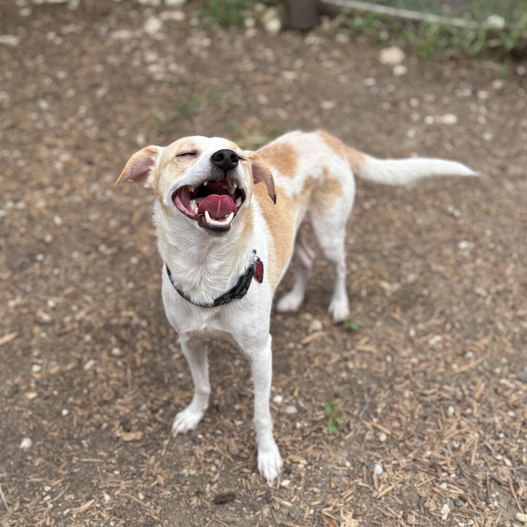 Al-Pupcino, Adoptable, Adult Male Chihuahua & Mixed Breed.