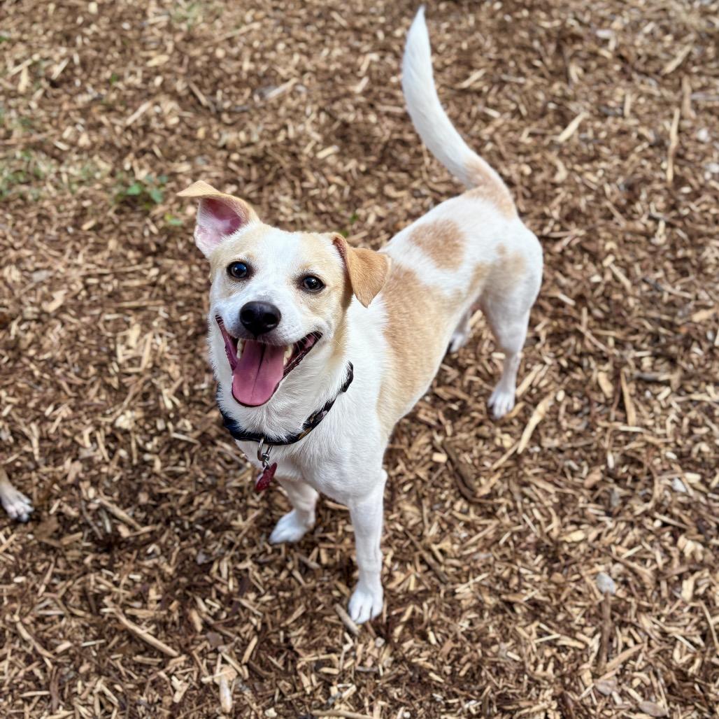 Enlarge Al-Pupcino, a Adoptable mixed breed in Wimberley, TX image 2/6