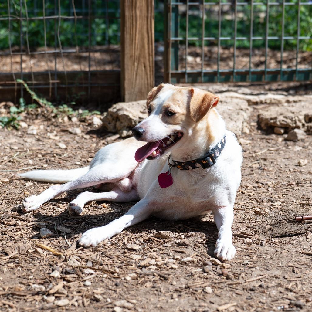 Enlarge Al-Pupcino, a Adoptable mixed breed in Wimberley, TX image 3/6