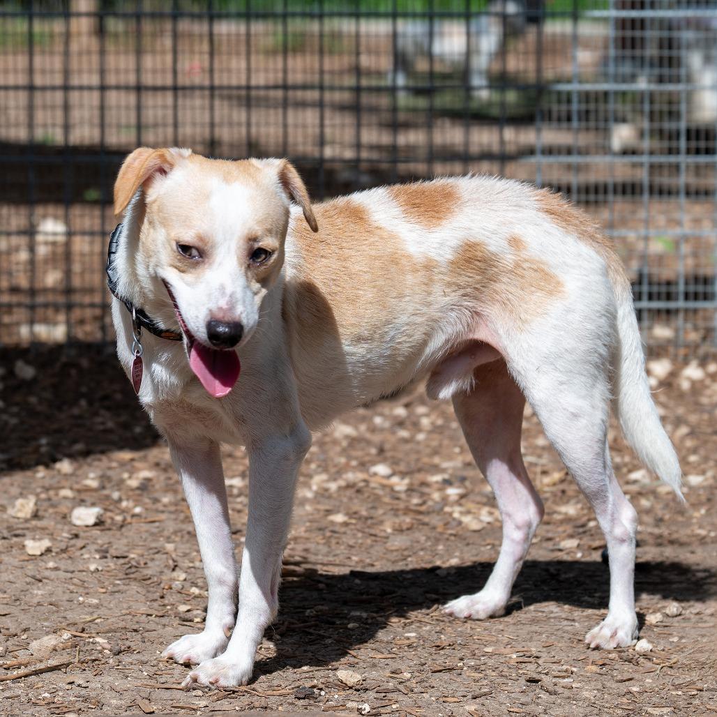 Enlarge Al-Pupcino, a Adoptable mixed breed in Wimberley, TX image 4/6