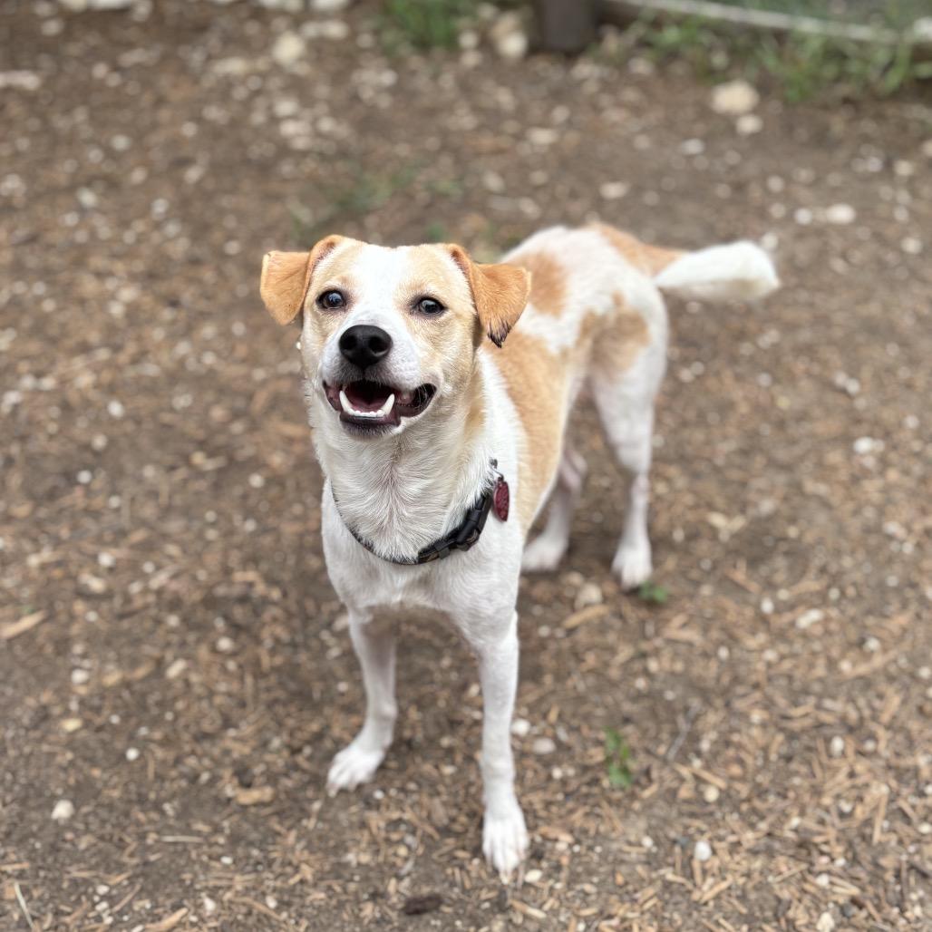 Enlarge Al-Pupcino, a Adoptable mixed breed in Wimberley, TX image 5/6