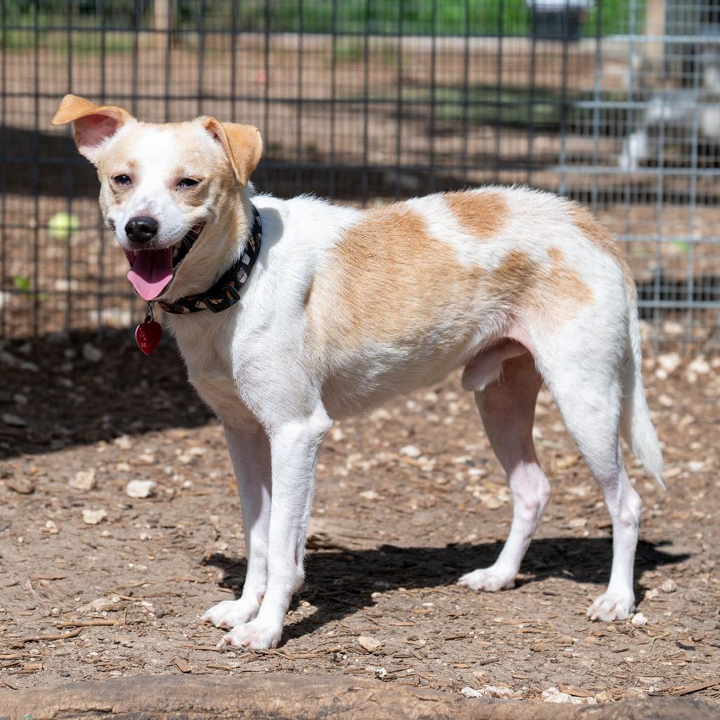 Enlarge Al-Pupcino, a Adoptable mixed breed in Wimberley, TX image 6/6