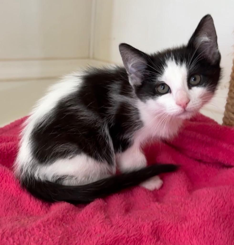 Alder, Adoptable, Kitten Male Domestic Short Hair.