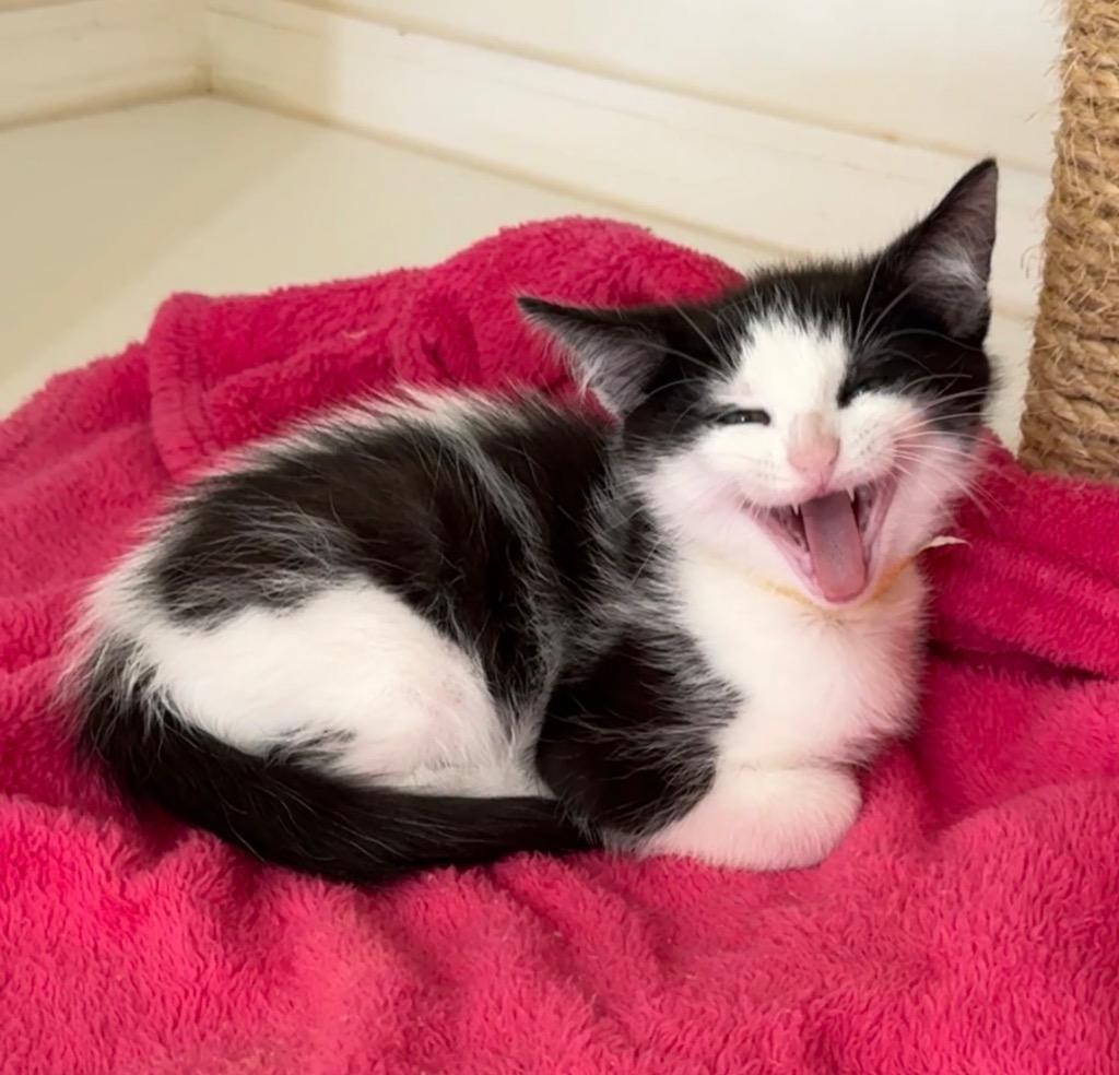 Enlarge Alder, a Adoptable mixed breed in Cambria, CA image 2/2
