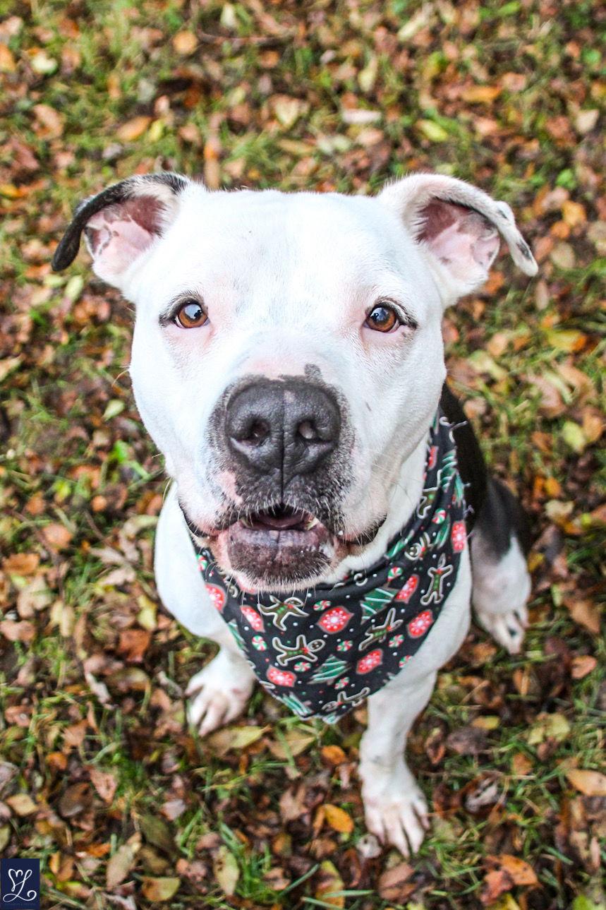 Charlie, Adopted, Adult Male American Staffordshire Terrier.