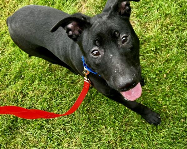 Enlarge Riva, a Adoptable mixed breed in Vancouver, WA image 1/1