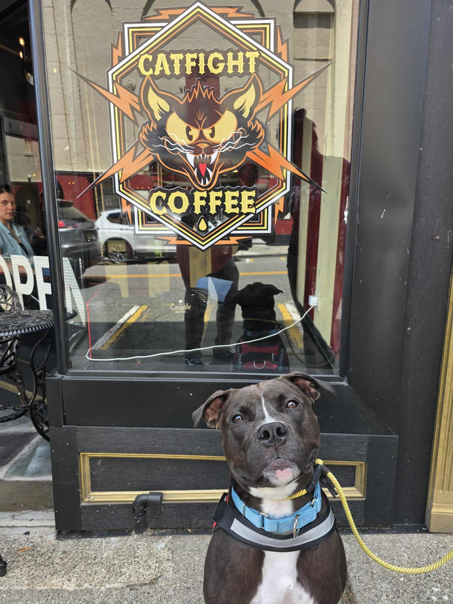 Ali, a Adoptable American Staffordshire Terrier in Lincoln Park, NJ image 1/6